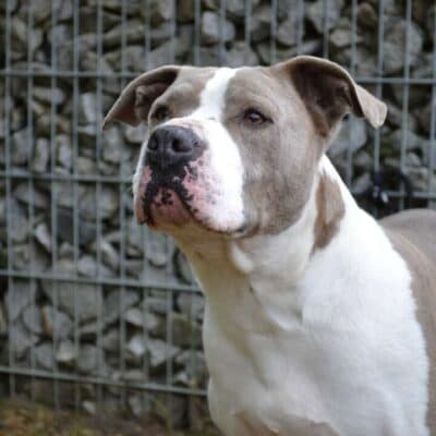 Graf photo 4