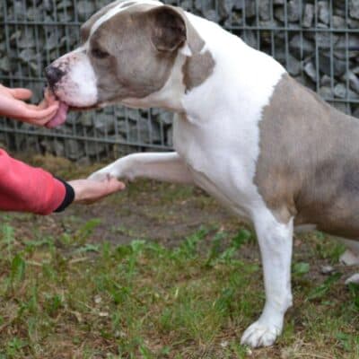 Graf photo 3