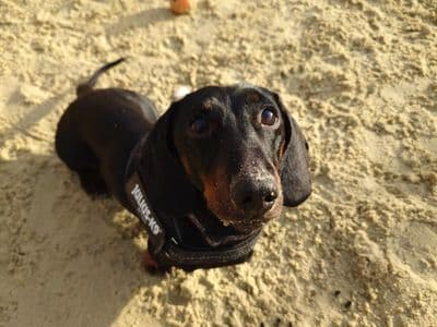 Frankie — Dachshund