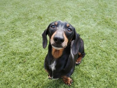 Lewis — Dachshund