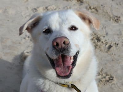 Kingsley — Labrador Retriever Cross