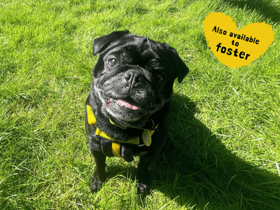Harry P — Pug