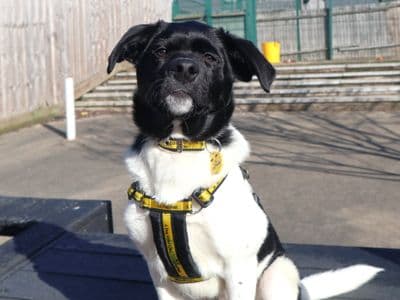 Bonnie — Labrador Retriever Cross