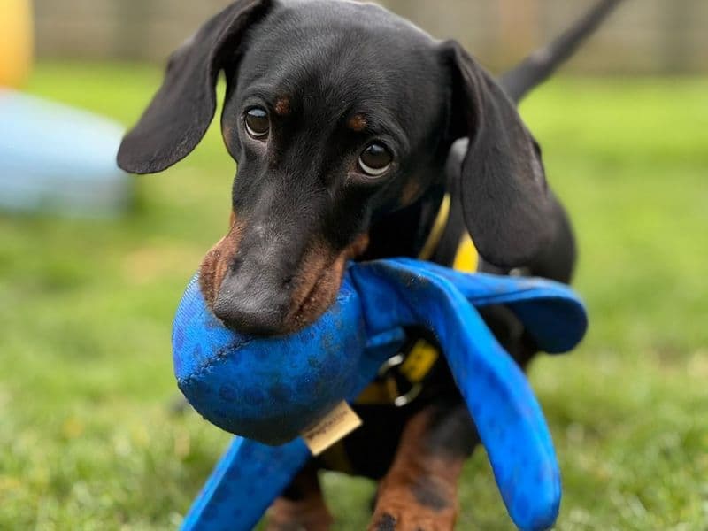 Frankie photo 4