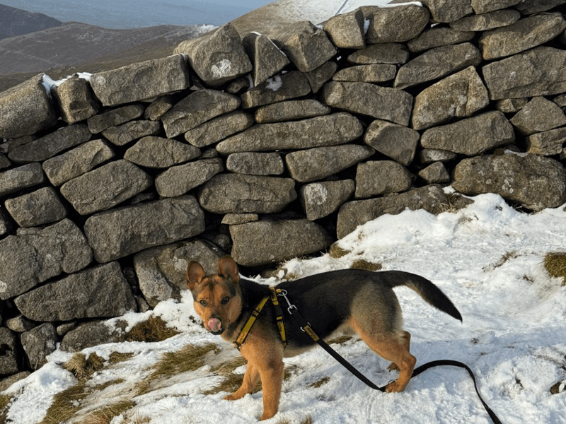 Dingo photo 3