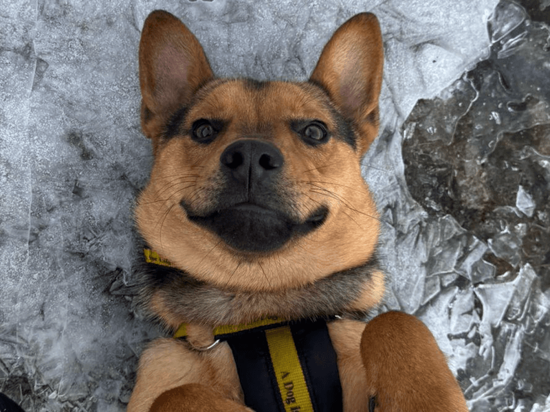 Dingo photo 4