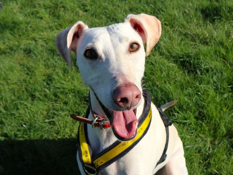 Bertie photo 3