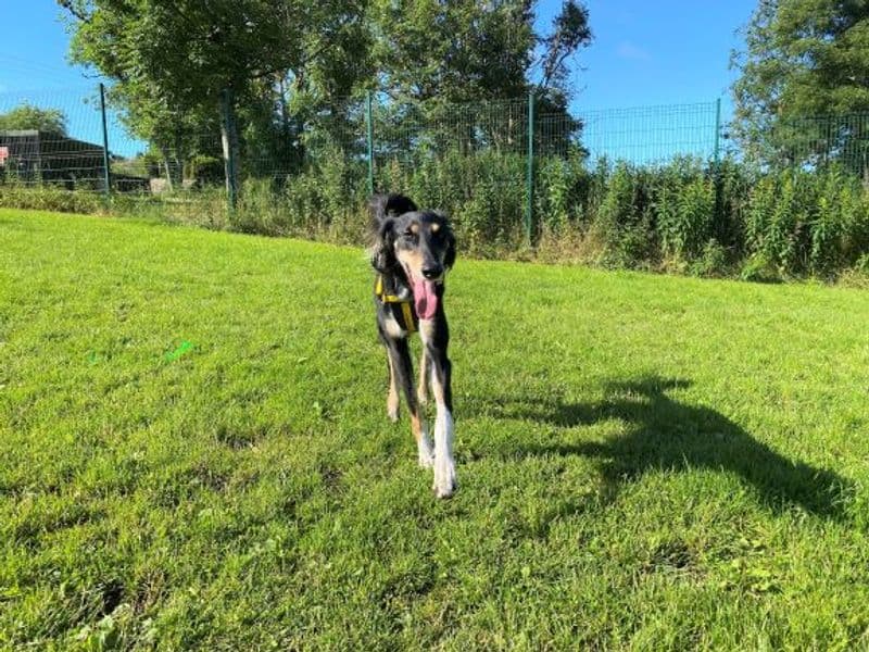 Louie Longlegs photo 3
