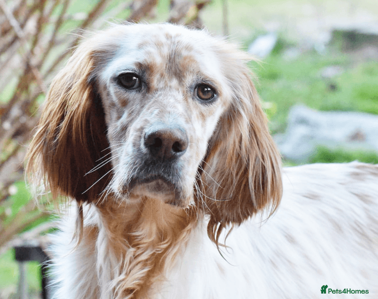 Bonnie (Laila) photo 2
