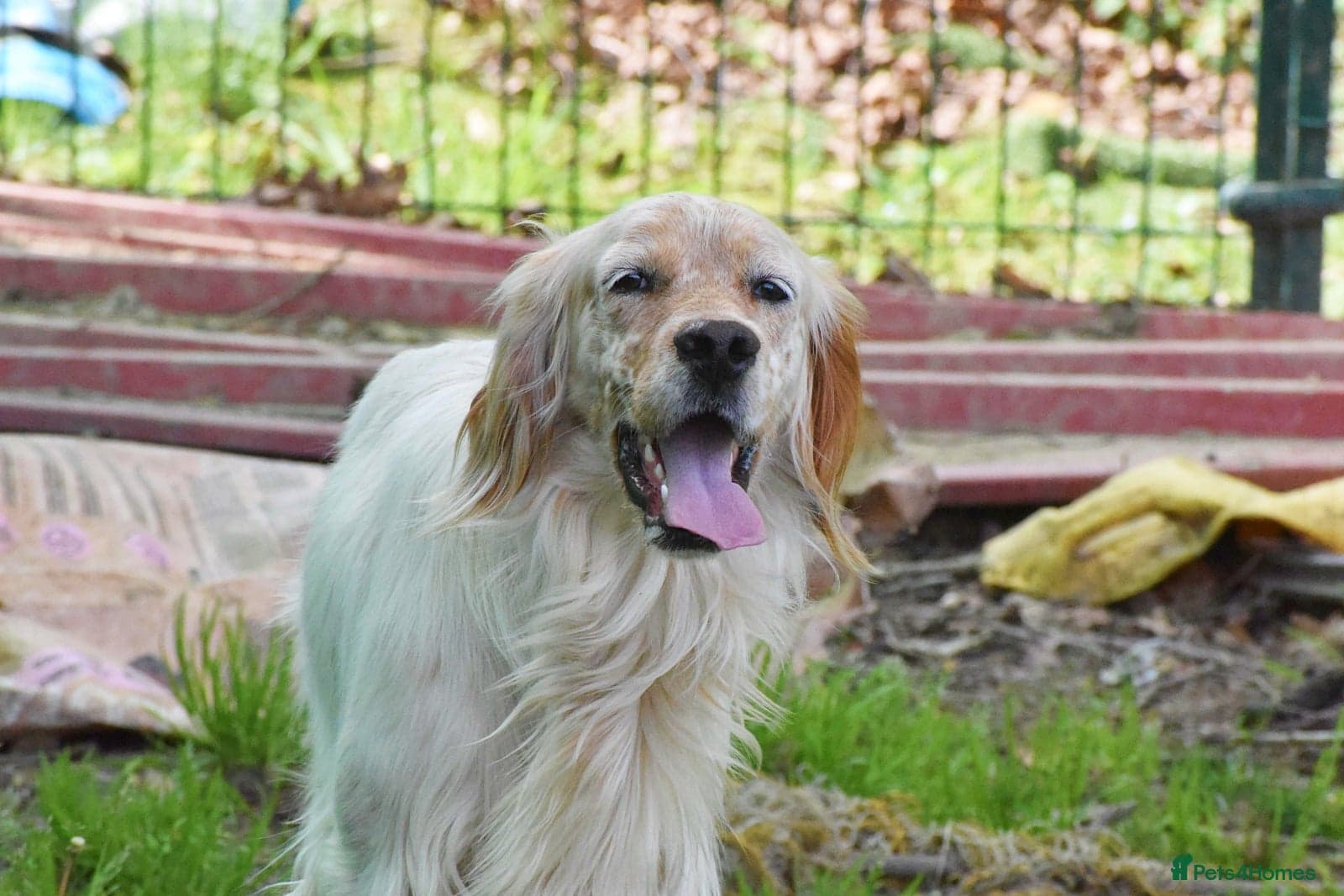 Angus photo 6