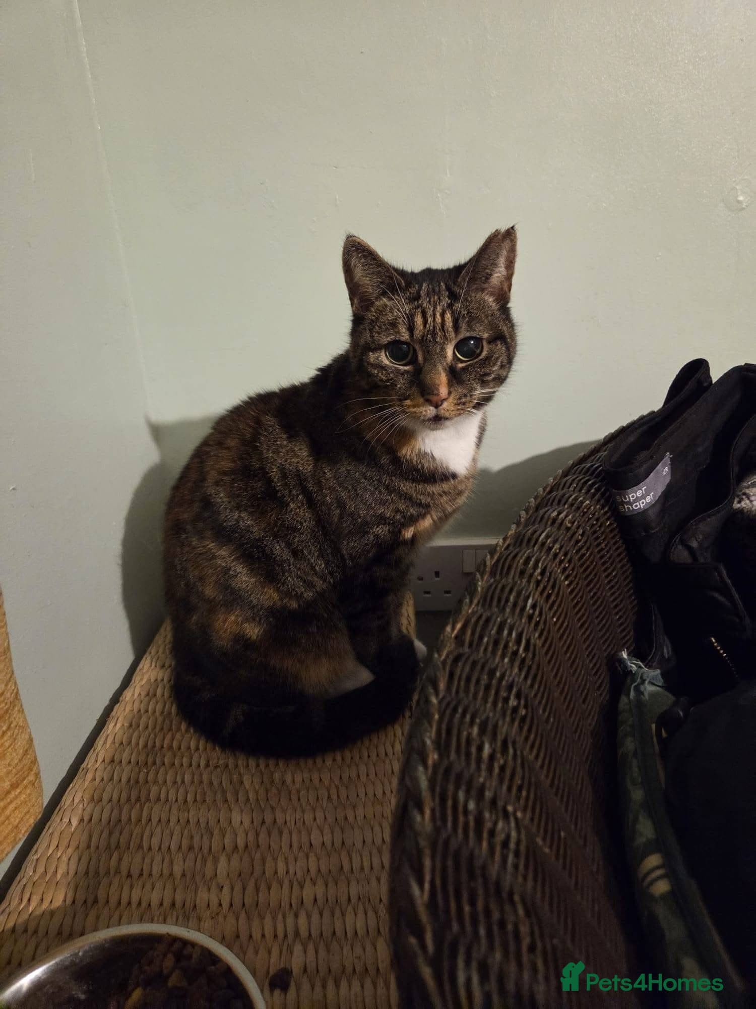 ️🐱 cleo photo 2