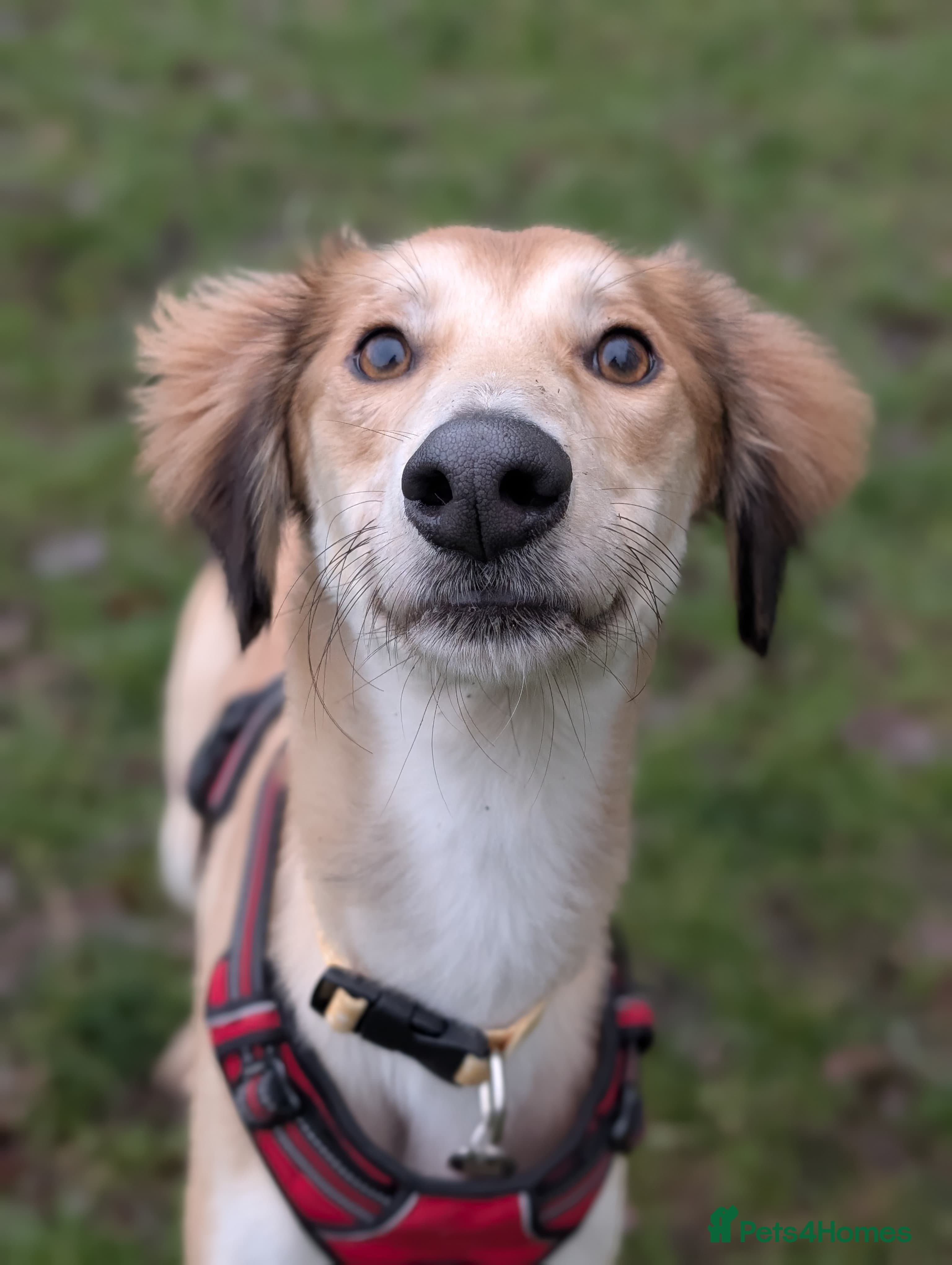Falkor — Saluki