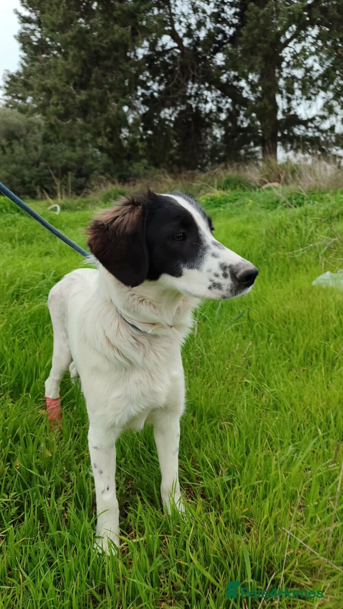 Juliet — Springer Spaniel