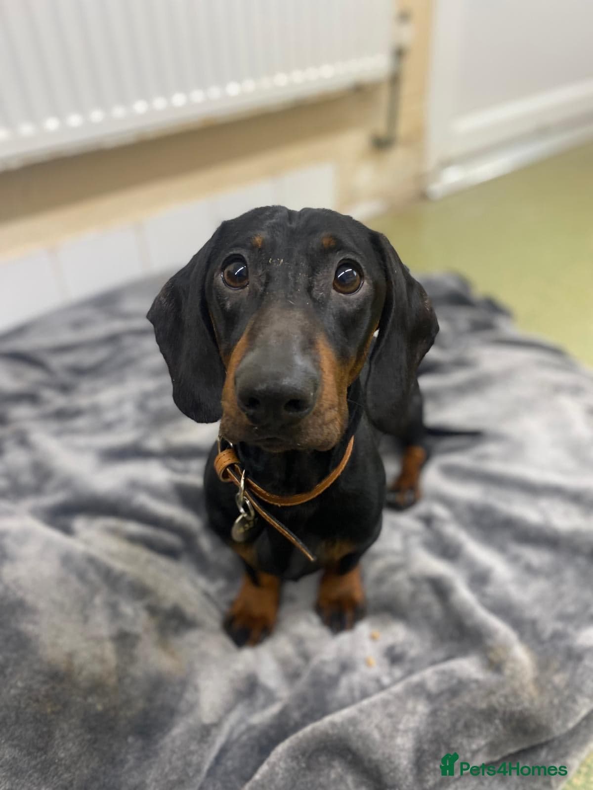 Sausage photo 9
