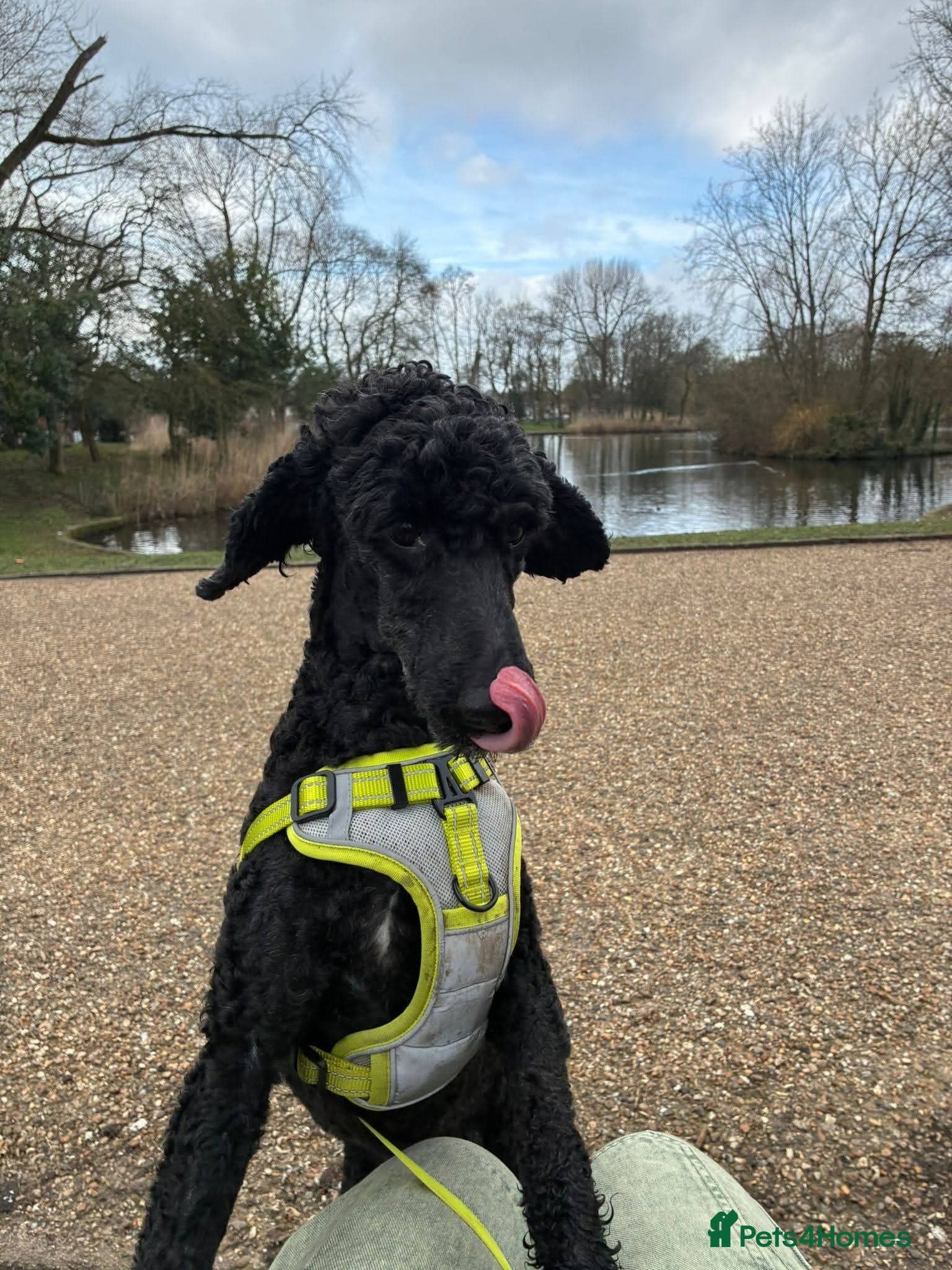 ️🐶 charlie — Miniature Poodle