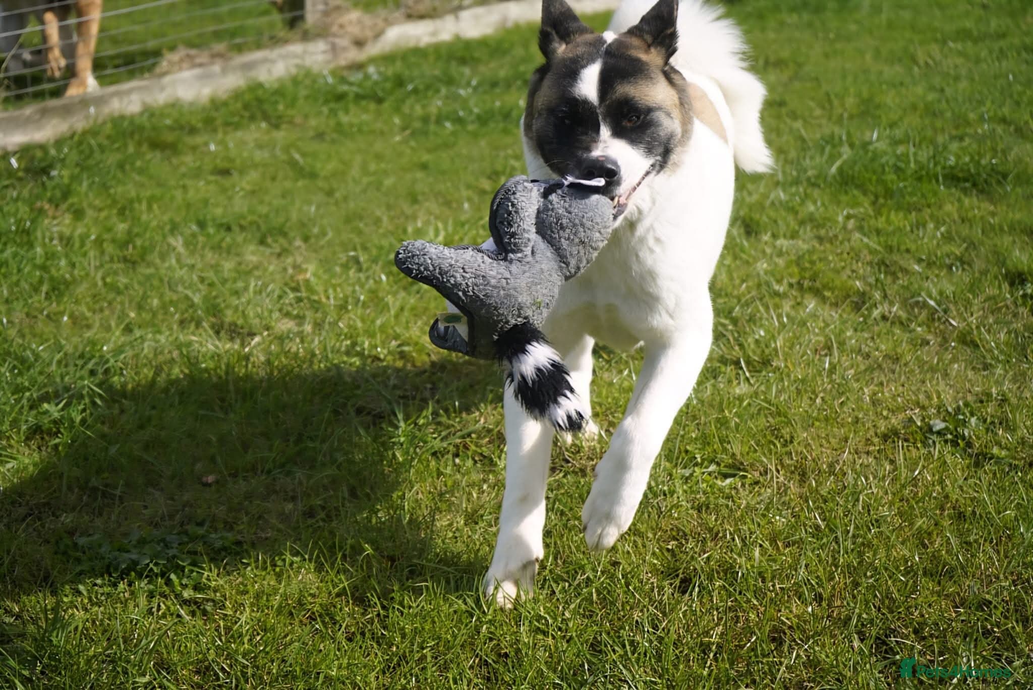 Freya — Akita