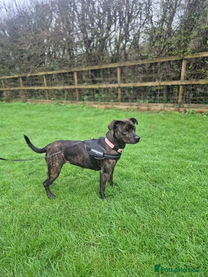 Marzipan — Mixed Breed