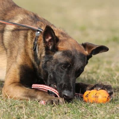 Anton photo 5