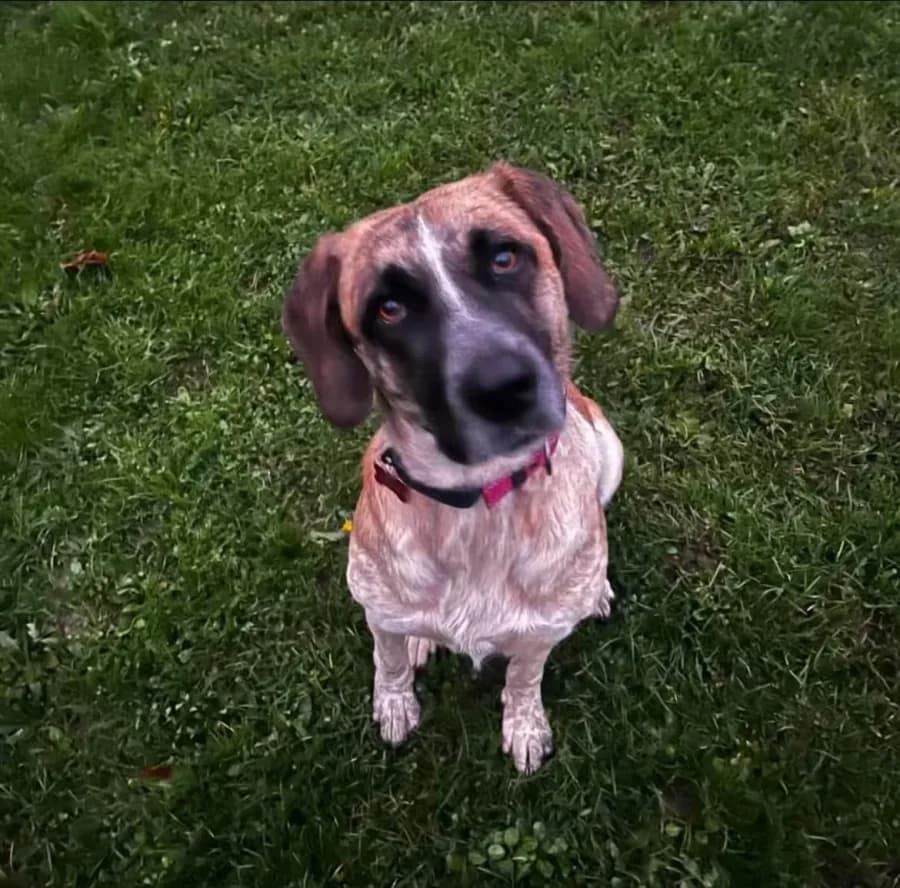 Darcy photo 4