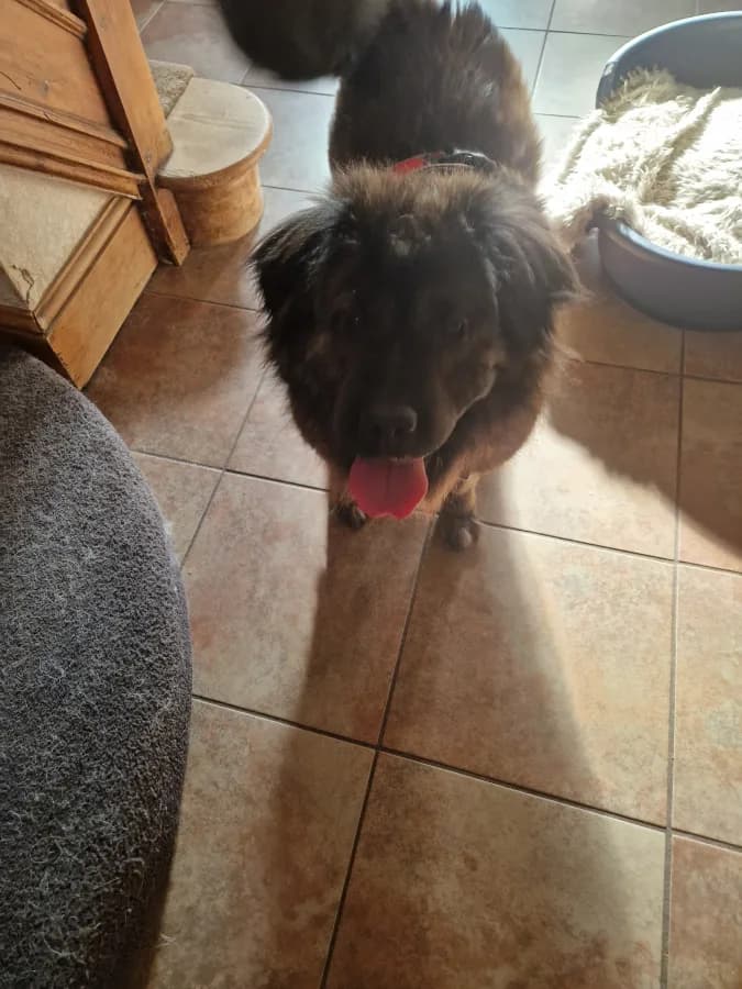 Molly photo 3
