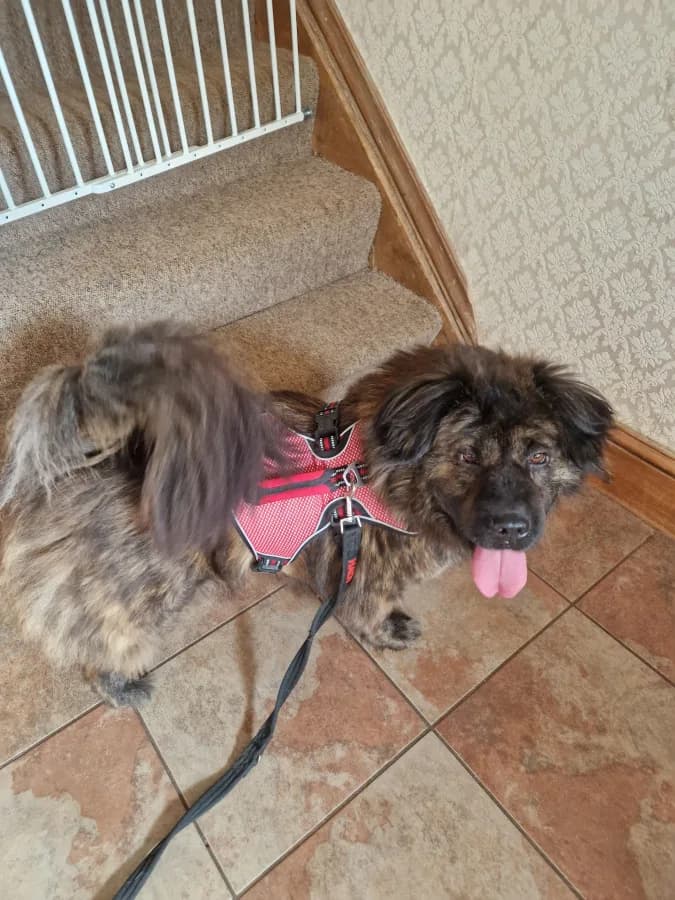 Molly photo 2
