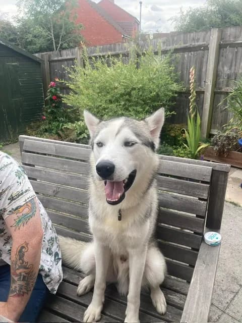 Casper — Husky