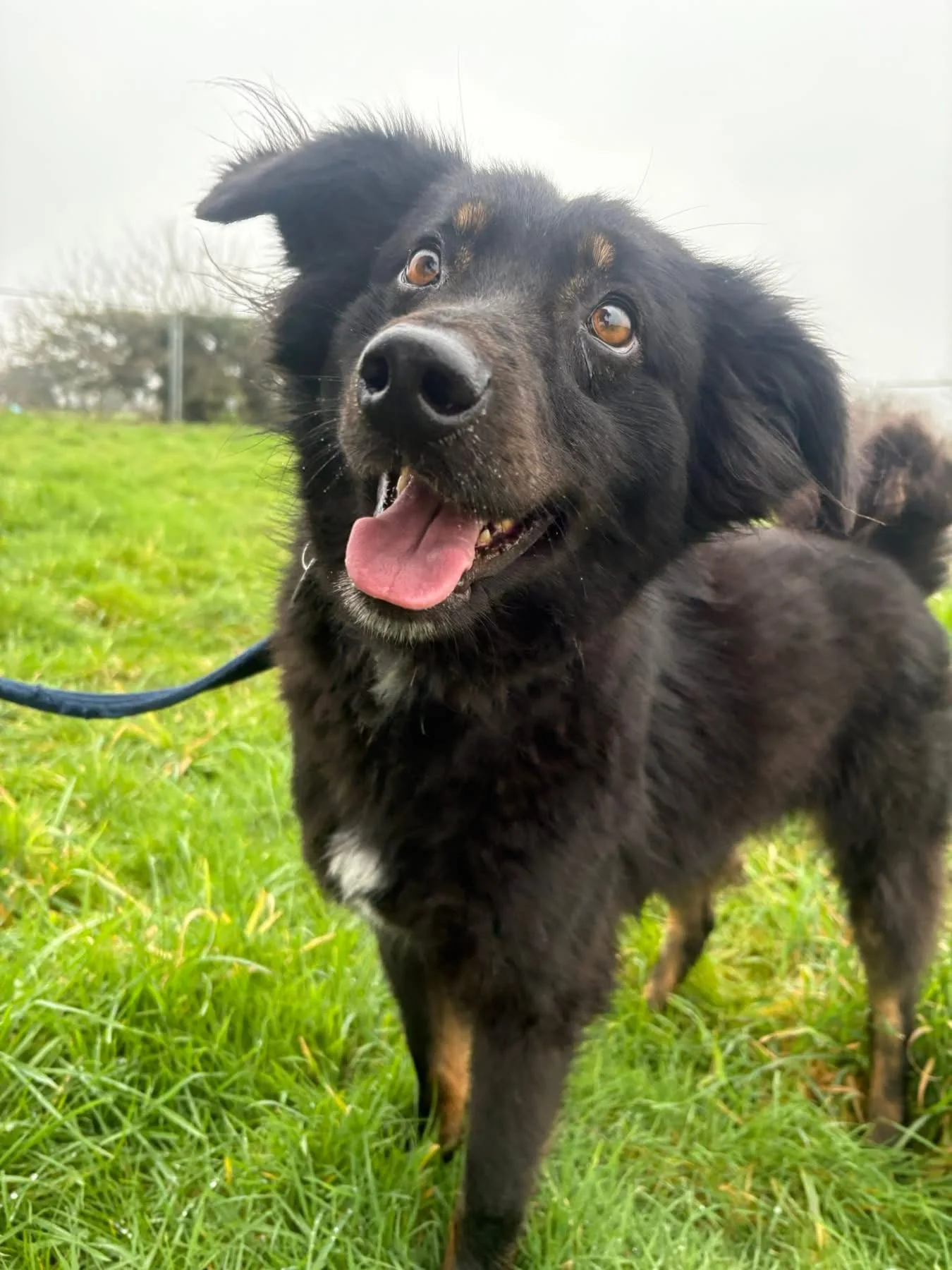 Newton — Mixed Breed