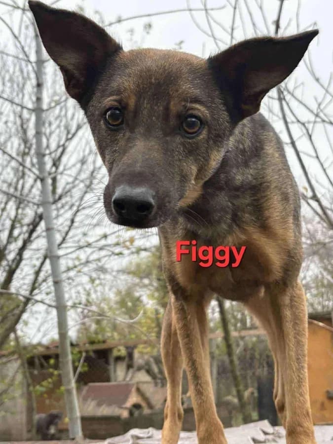 Figgy photo 2