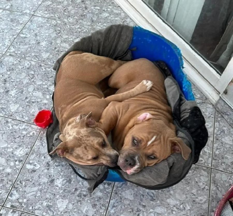 Chunky and Cookie photo 3