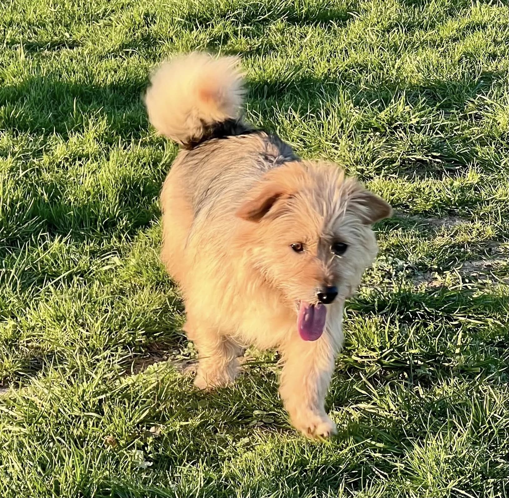 Rocky — Unknown