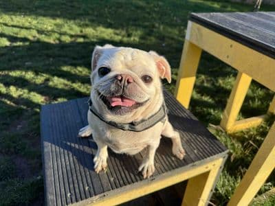Daisy — Pug