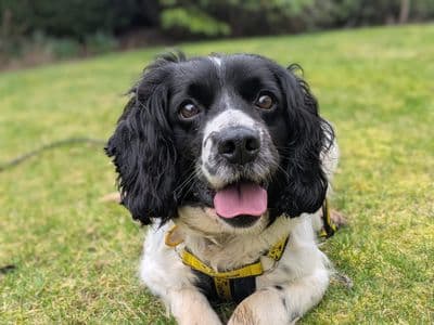 Harlow — Springer Spaniel