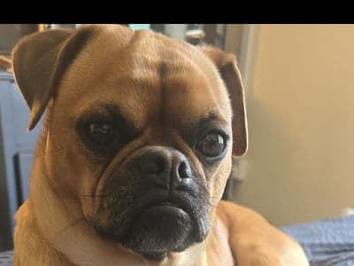 Mops — Jack Russell Terrier Cross