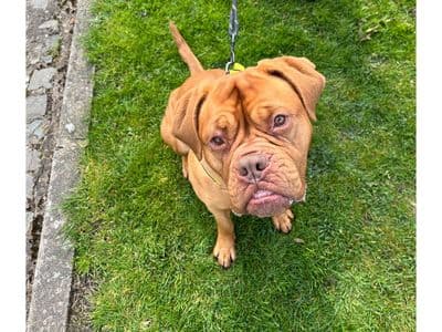 Callie — Dogue De Bordeaux