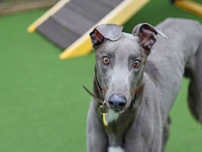 Nero — Greyhound