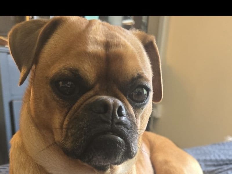 Mops photo 2