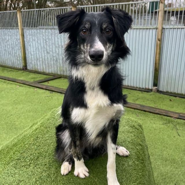 Minty — Border Collie