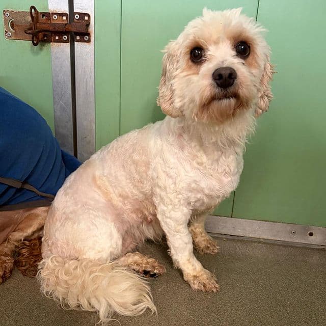 Cloe — Cavachon