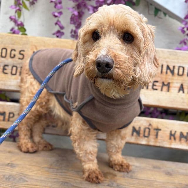 Coral — Cockapoo