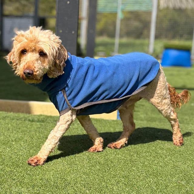 Cwtch — Cockapoo
