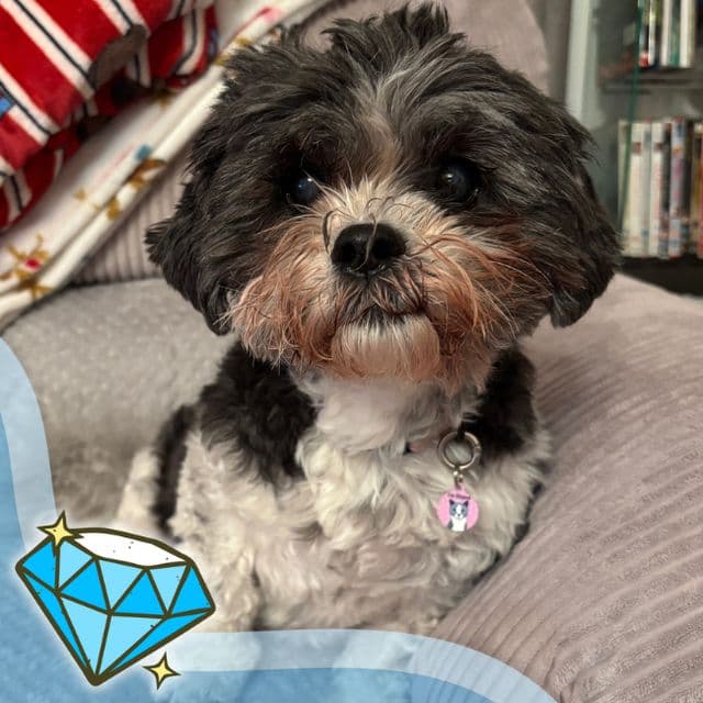 Rosie — Shih Tzu
